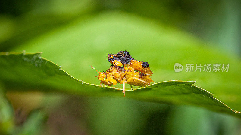 伏击虫的交配，(Phymata americana americana)，伏击虫的交配，Phymatinae